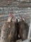 3 Unsexed Chukars W/ Permit