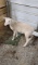 White Katahdin Ram Lamb