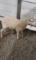 White Katahdin Ram Lamb