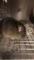 1 Feeder Mouse - Need Container