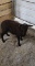 Black Katahdin Ewe Lamb