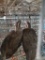 3 Unsexed Chukars W/ Permit