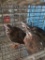 3 Unsexed Chukars W/ Permit