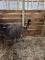 Male Emu