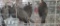 3 Unsexed Chukars W/ Permit