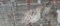 2 Snowflake Bobwhite Quail W/ Permit
