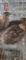 5 Coturnix Quail - 1 Male & 4 Female