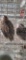 4 Coturnix Quail - 2 Male & 2 Female