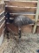 Female Emu