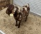 Dappled Boer Billy