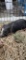 Black Micro Mini Pig Female - Name: Anna