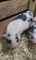 Juliana Female Mini Pig - Name: Jessica
