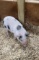 Juliana Male Mini Pig - Name: Alex