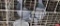 Pair Homing Pigeons