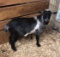 Nigerian Dwarf Buck - Polled - 8 Mos Old