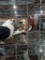 1 High Flying Roller & Pair German Owl Pigeons