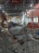 4 High Flying Roller Pigeons
