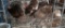 5 Celadon Coturnix Quail