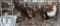 5 Celadon Coturnix Quail