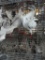 4 High Flying Homer Pigeons