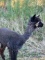 Female Alpaca - 3 Yr Old - Blind In One Eye