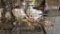 2 Pair Giant Runt Pigeons