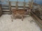 Jersey Steer - 4 Mos Old