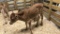 Jersey Bull Bottle Calf