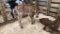 Jersey Bull Bottle Calf