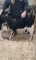 Jersey X Holstein Heifer Bottle Calf - Breedable