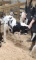 Holstein Heifer Bottle Calf - Breedable