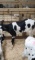 Holstein Heifer Bottle Calf - Breedable
