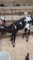 Jersey X Holstein Bull Bottle Calf