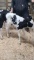 Holstein Heifer Bottle Calf