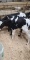 Holstein Heifer Bottle Calf