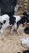 Holstein Bull Bottle Calf