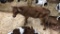 Jersey Bull Bottle Calf