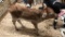 Jersey Bull Bottle Calf