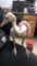 Female White Rhea Chick - 2 1/2 Wks Old