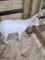 White Pure Pygmy Billy - Born August 13