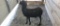 Black Ewe