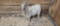 White Pygmy Billy - 3 Yrs Old
