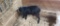 Black Fainter Billy - 6 Mos Old