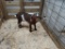 Nubian Billy - 3 Mos Old
