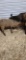 Brown Ewe