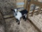 Black & White Alpine Nanny W/ Horns