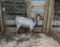 Boer X Alpine Billy - Born: 7/27/21