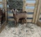 Boer X Alpine Nanny - Born: 7/27/21