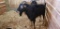 Alpine Lamancha Billy