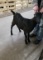 Black Lamancha Wether